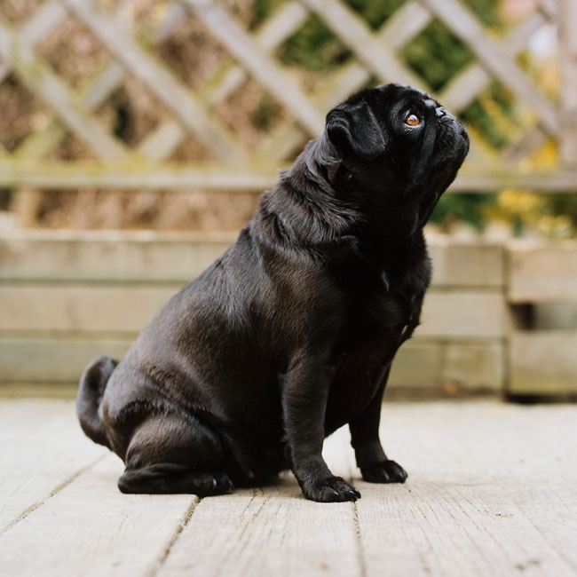 Der Mops ENVER HIRSCH Der Mops ENVER HIRSCH