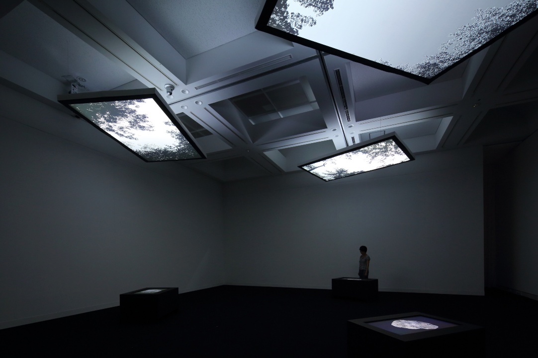 youki hirakawa - Vanished Forest